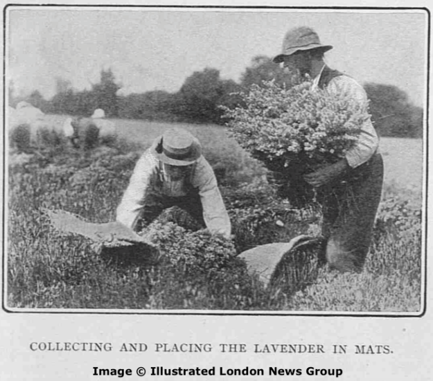 Collecting and placing the lavender in mats