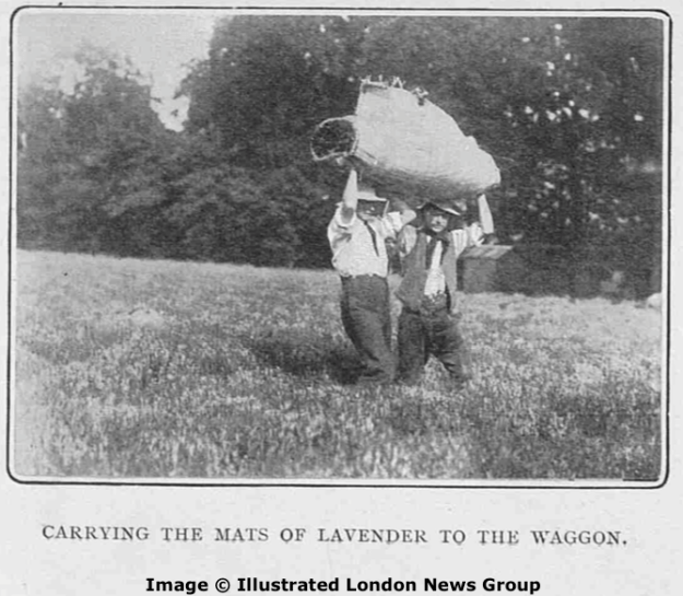 Carrying the mats of lavender to the waggon